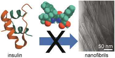 Graphical abstract: Insulin amyloid fibril formation reduction by tripeptide stereoisomers