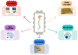 Graphical abstract: Graphene-based materials: an innovative approach for neural regeneration and spinal cord injury repair