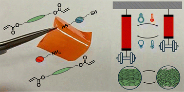 Graphical abstract: Exploiting photopolymerization to modulate liquid crystalline network actuation