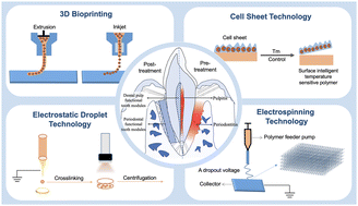 Graphical abstract: Recent advances of functional modules for tooth regeneration