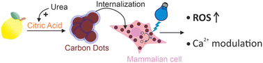 Graphical abstract: Nitrogen doped carbon dots for in vitro intracellular redox modulation via optical stimulation