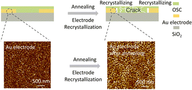 Graphical abstract: Impact of electrode recrystallization on the stability of organic transistors