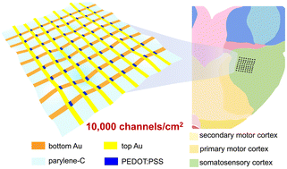 Graphical abstract: High-density, ultraflexible organic electrochemical transistor array for brain activity mapping