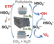 Graphical abstract: Upscaled catalyst wood-N-CoPc for PMS activation in antibiotics degradation
