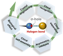 Graphical abstract: Halogen bonding in functional chiral systems