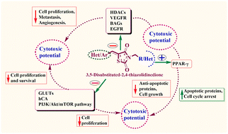 Graphical abstract: Five years of research on 2,4-thiazolidinediones as anticancer agents: medicinal chemistry insights (2020–2024)