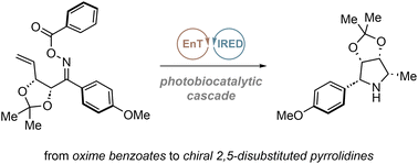 Graphical abstract: Combining photocatalysis with imine reductases to access stereodefined pyrrolidines from oxime benzoates