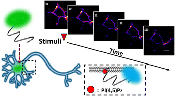 Graphical abstract: A cell-permeable fluorescent probe reveals temporally diverse PI(4,5)P2 dynamics evoked by distinct GPCR agonists in neurons