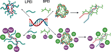 Graphical abstract: Revealing two distinct molecular binding modes in polyethyleneimine–DNA polyplexes using infrared spectroscopy