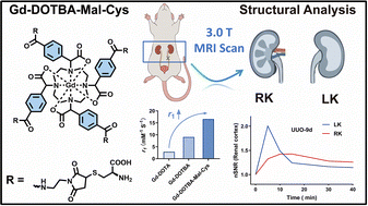 Graphical abstract: Unlocking a modular Gd-DOTBA platform via tetramaleimide click chemistry for high-performance MRI
