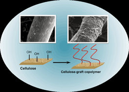 Graphical abstract: Cellulose modification by polymer grafting: a review