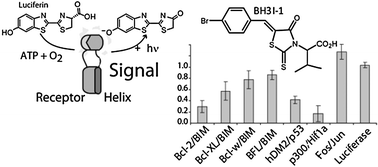 Graphical abstract: Profiling small molecule inhibitors against helix–receptor interactions: the Bcl-2 family inhibitor BH3I-1 potently inhibits p53/hDM2