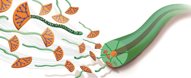 Graphical abstract: Amphiphilic DNA-dendron hybrid: a new building block for functional assemblies