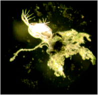 Graphical abstract: Surface chemistry, charge and ligand type impact the toxicity of gold nanoparticles to Daphnia magna