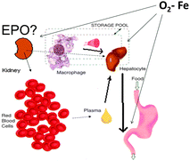 Graphical abstract: Iron and oxygen sensing: a tale of 2 interacting elements?