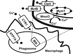 Graphical abstract: Copper homeostasis in Mycobacterium tuberculosis