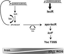 Graphical abstract: Bacterial iron–sulfur cluster sensors in mammalian pathogens