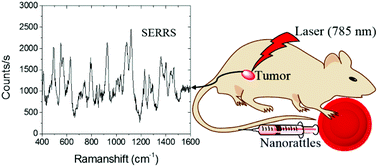 Graphical abstract: Tunable and amplified Raman gold nanoprobes for effective tracking (TARGET): in vivo sensing and imaging