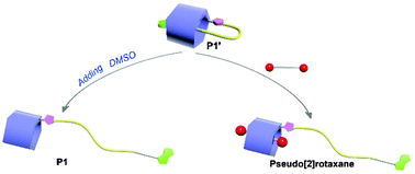 Graphical abstract: A novel dynamic pseudo[1]rotaxane based on a mono-biotin-functionalized pillar[5]arene