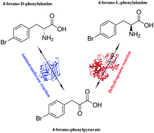 Graphical abstract: Biocatalytic stereoinversion of d-para-bromophenylalanine in a one-pot three-enzyme reaction