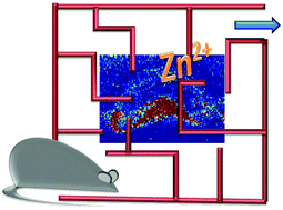 Graphical abstract: Distinctive hippocampal zinc distribution patterns following stress exposure in an animal model of PTSD