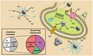 Graphical abstract: Emerging investigator series: it's not all about the ion: support for particle-specific contributions to silver nanoparticle antimicrobial activity