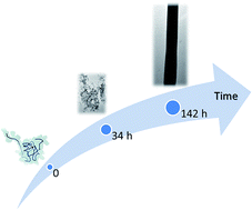 Graphical abstract: Folding mechanisms steer the amyloid fibril formation propensity of highly homologous proteins