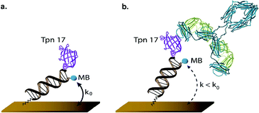 Graphical abstract: An electrochemical scaffold sensor for rapid syphilis diagnosis