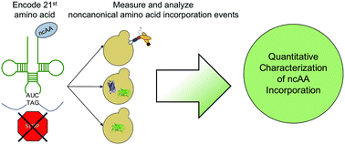 Graphical abstract: Reporter system architecture affects measurements of noncanonical amino acid incorporation efficiency and fidelity