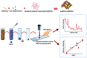 Graphical abstract: Synthesis and SERS application of gold and iron oxide functionalized bacterial cellulose nanocrystals (Au@Fe3O4@BCNCs)