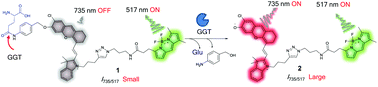 Graphical abstract: Noninvasive ratiometric fluorescence imaging of γ-glutamyltransferase activity using an activatable probe