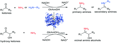 Graphical abstract: Development of an engineered thermostable amine dehydrogenase for the synthesis of structurally diverse chiral amines