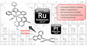 Graphical abstract: A monoadduct generating Ru(ii) complex induces ribosome biogenesis stress and is a molecular mimic of phenanthriplatin