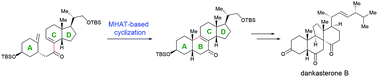 Graphical abstract: Formal total synthesis of dankasterone B