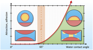 Graphical abstract: Understanding the “Berg limit”: the 65° contact angle as the universal adhesion threshold of biomatter