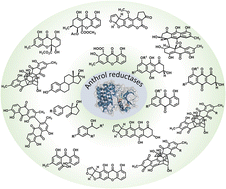 Graphical abstract: Anthrol reductases: discovery, role in biosynthesis and applications in natural product syntheses