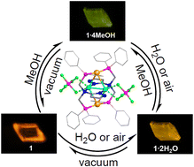 Graphical abstract: A PN(Pz)P ligand protected Au2Cu2 complex for photoluminescent ultra-low humidity detection with reversible single-crystal-to-single-crystal transformations