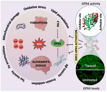 Graphical abstract: A natural polyphenol activates and enhances GPX4 to mitigate amyloid-β induced ferroptosis in Alzheimer's disease