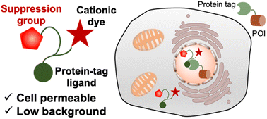 Graphical abstract: Bioisostere-conjugated fluorescent probes for live-cell protein imaging without non-specific organelle accumulation
