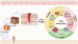 Graphical abstract: Towards the development of sensation-enabled skin substitutes