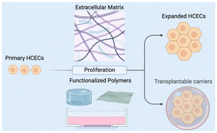 Graphical abstract: Biomaterial-based strategies for primary human corneal endothelial cells for therapeutic applications: from cell expansion to transplantable carrier