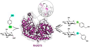 Graphical abstract: Reaction mechanism and regioselectivity of uridine diphosphate glucosyltransferase RrUGT3: a combined experimental and computational study