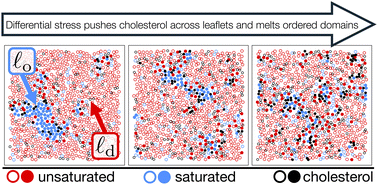 Graphical abstract: The interplay of composition and mechanics in the thermodynamics of asymmetric ternary lipid membranes
