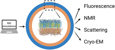 Graphical abstract: Exploring the sensitivities of experimental techniques to various types of membrane asymmetry using atomistic simulations