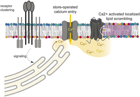 Graphical abstract: Immune cell activation produces locally scrambled foci of plasma membrane lipids