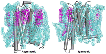Graphical abstract: Lipid–GPCR interactions in an asymmetric plasma membrane model