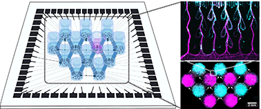 Graphical abstract: Engineered cortical microcircuits for investigations of neuroplasticity