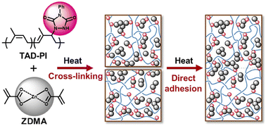 Graphical abstract: Triazolinedione-functionalized isoprene rubber composites with self-adhesion via cross-linking with zinc dimethacrylate