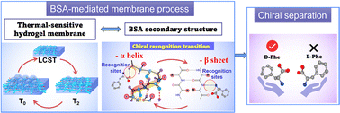 Graphical abstract: A novel approach to chiral separation: thermo-sensitive hydrogel membranes