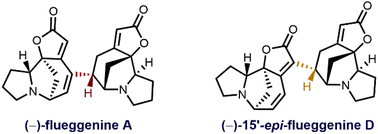 Graphical abstract: Total synthesis of (−)-flueggenine A and (−)-15′-epi-flueggenine D